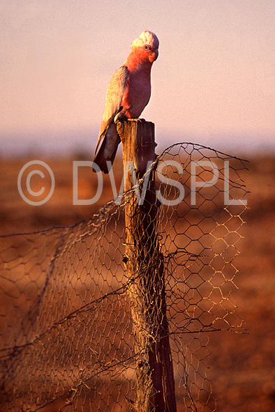 stock photo image: Australia, western australia, wa, bird, birds, australian bird, australian birds, parrot, parrots, galah, galahs, cactua, cactua roseicapilla, fence, fences, wire fence, wire fences, outback, australian outback, outback australia, post, posts, fence post, fence posts.