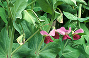 FLOWERS OF THE PEA PLANT 'BLUE POD CAPUCIJNERS' (PISUM SATIVUM VAR. ARVENSIS)