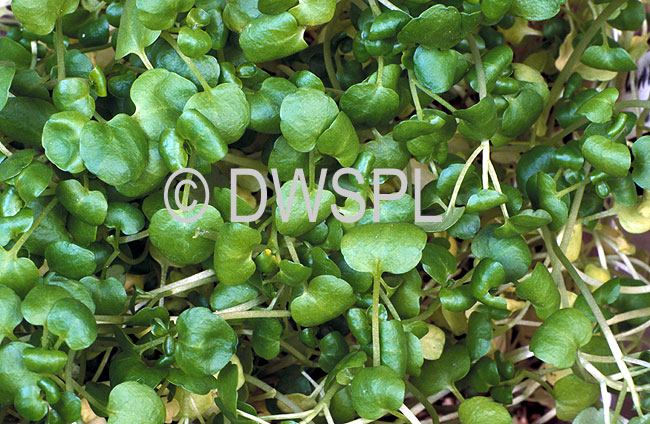 BABY LEAVES OF WATERCRESS (RORIPPA NASTURTIUM-AQUATICUM)