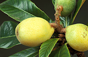 LOQUATS (ERIOBOTRYA JAPONICA) ROSACEAE