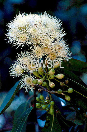 stock photo image: Tree, trees, eucalyptus, eucalyptus tree, eucalyptus trees, gum, gum tree, gum trees, gum, Flora, flower, flowers, tree, trees, white, white flower, white flowers, eucalyptus microcorys, microcorys, tallow, tallow wood, tallow wood tree, tallow wood trees.