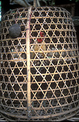 Indonesia, Bali, bird, birds, cage, cages, caged, caged bird, caged birds, basket, baskets, cockerel, cockerels, hen, hens, chicken, chickens.