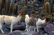 Bolivia, salar de uyuni, uyuni, isla pescado, pescado, animal, animals, llama, llamas.