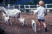 Animal, Animals, ruminant, ruminants, mammal, mammals, placental, placental mammal, litter, litters, people and animals, children and animals, people with animals, children with animals, pet, pets, placental mammals, artiodactyla, bovidae, goat, goats, capra, hircus, capra hircus, kid, kids, child, children, boy, boys, male, males, domestic, domestic goat, domestic goats.