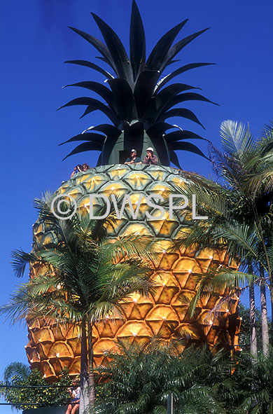 stock photo image: Australia, qld, queensland, sunshine coast, pineapple, pineapples, fruit, big thing, big things, palm tree, palm trees, big pineapple, DFF, DFFAGRIC.