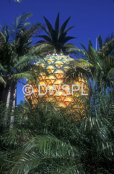 stock photo image: Australia, qld, queensland, sunshine coast, pineapple, pineapples, fruit, big thing, big things, palm tree, palm trees, big pineapple.