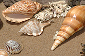 Marinelife, Marine life, Aquatic, Aquatic life, Sea life, Sealife, shell, shells, mollusc, molluscs, gastropod, gastropods, seashell, seashells, sea shell, sea shells, beach, beaches, sand.