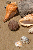 Marinelife, Marine life, Aquatic, Aquatic life, Sea life, Sealife, shell, shells, mollusc, molluscs, gastropod, gastropods, seashell, seashells, sea shell, sea shells, beach, beaches, sand.