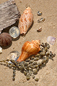 Marinelife, Marine life, Aquatic, Aquatic life, Sea life, Sealife, shell, shells, mollusc, molluscs, gastropod, gastropods, seashell, seashells, sea shell, sea shells, beach, beaches, sand.
