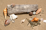 Marinelife, Marine life, Aquatic, Aquatic life, Sea life, Sealife, shell, shells, mollusc, molluscs, gastropod, gastropods, seashell, seashells, sea shell, sea shells, beach, beaches, sand.