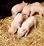 Animal, animals, livestock, agriculture, pig, pigs, piglet, piglets, baby animal, baby animals, young animal, young animals, sus, scrofa, sus scrofa, litter, litters.