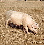Animal, animals, livestock, agriculture, pig, pigs, sow, sows, landrace, sus, scrofa, sus scrofa.