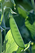 SNOWPEA PODS ON BUSH (PISUM SATIVUM) 'OREGON SUGARPOD II'