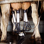 Agriculture, animal, animals, cow, cows, cattle, friesian, friesian cow, friesian cows, milk, milks, milking, machinery, milking machine, HIS,