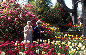 Australia, people, woman, women, aged, old, elderly, old woman, old women, elderly woman, elderly women, aged people, old people, elderly people, outdoors, bowral, nsw, new South Wales, tulip, tulips, tulipa.