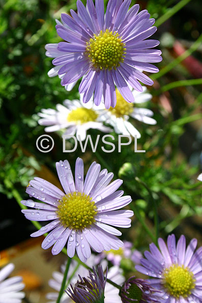 stock photo image: Australia, Flora, flower, flowers, brachyscome, segmentosa, brachyscome segmentosa, daisy, daisies, segmented, segmented daisy, segmented daisies, jumbo tricolour.