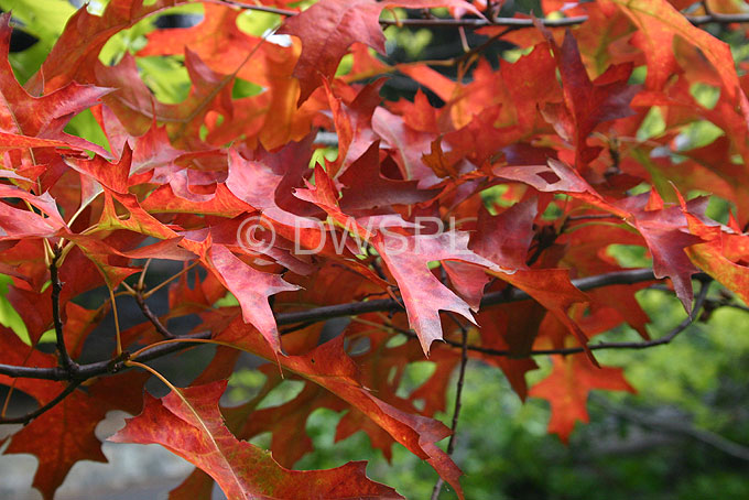 stock photo image: Australia, tree, trees, oak, oak tree, oak trees, pin oak, pin oak tree, pin oak trees, quercus, palustris, quercus palustris, autumn, autumn foliage, autumn leaves, autumn scene, autumn scenes.