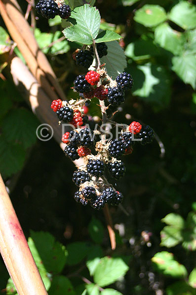stock photo image: Fruit, blackberry, blackberries, weed, weeds, bramble, brambles, bramble fruit, rubus, rosaceae, eubatus, bramble fruits, Agriculture, thorn, thorns.