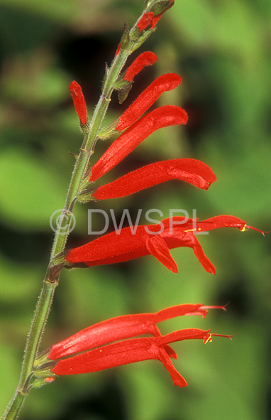 stock photo image: Herb, herbs, sage, salvia, pineapple, pineapple sage, elegans, salvia elegans, Flora, flower, flowers, red, red flower, red flowers, honey melon sage.