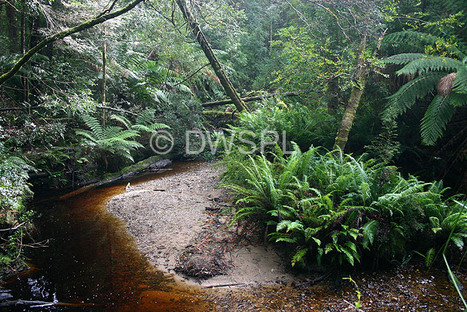 stock photo image: Australia, tas, tassie, tasmania, strahan, forest, forests, rainforest, rainforests, fern, ferns, creek, creeks, stream, streams, water.