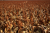 Australia, qld, queensland, darling downs, great dividing range, agriculture, sorghum, sorghum crop, sorghum crops, field, fields, paddock, paddocks, rural, rural scene, rural scenes.