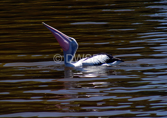 stock photo image: Australia, Animal, Animals, Bird, Birds, Australian Bird, Australian Birds, pelican, pelicans, australian bird, australian birds, pelecanus, conspicillatus, pelecanus conspicillatus, joondalup, perth, wa, western australia, australia, lake, lakes.