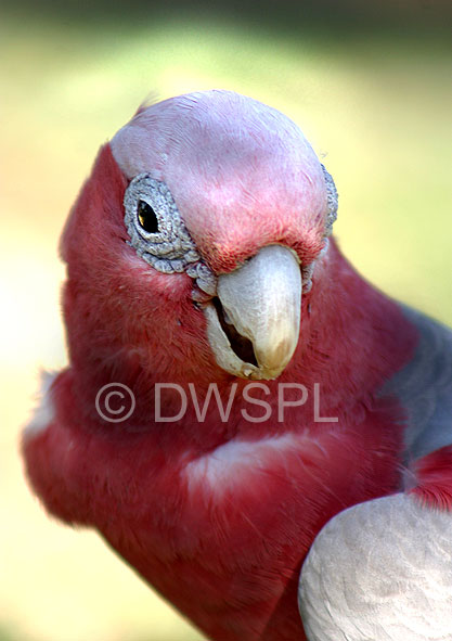 stock photo image: Australia, western australia, wa, bird, birds, australian bird, australian birds, parrot, parrots, galah, galahs, cactua, cactua roseicapilla, roseicapilla, beak, beaks.