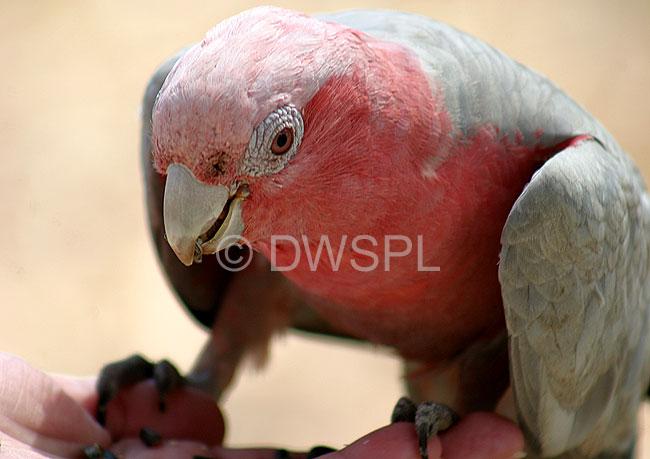 stock photo image: Australia, western australia, wa, bird, birds, australian bird, australian birds, parrot, parrots, galah, galahs, cactua, cactua roseicapilla, roseicapilla, beak, beaks.