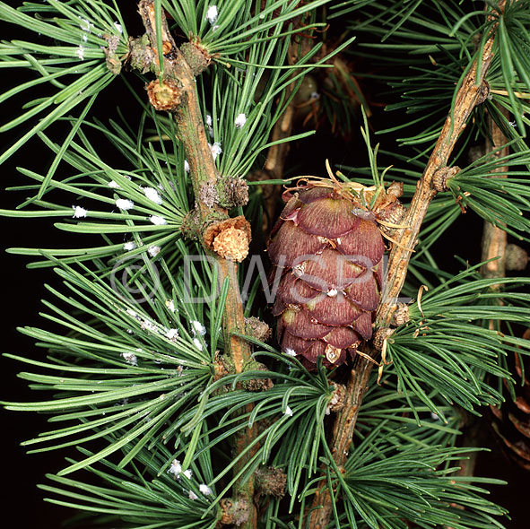 stock photo image: Pest, pests, plant pest, plant pests, adelgid, adelgids, adelges, laricis, adelges laricis, larch, larch tree, larch trees, larix, decidua, larix decidua, cone, cones.