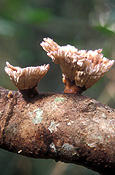 Australia, qld, queensland, lamington, great dividing range, lamington np, lamington national park, fungus, fungi, lichen, lichens, liken, likens.