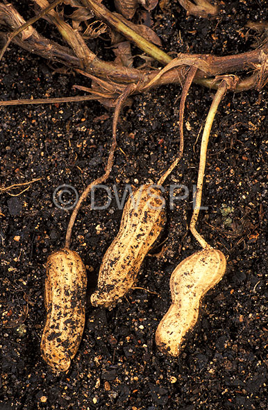 stock photo image: Food, nut, nuts, peanut, peanuts, virginia, virginia peanut, virginia peanuts, arachis, fabaceae, Arachis hypogaea, hypogaea, soil.