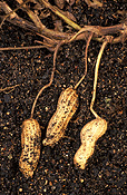 Food, nut, nuts, peanut, peanuts, virginia, virginia peanut, virginia peanuts, arachis, fabaceae, Arachis hypogaea, hypogaea, soil.