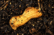 Food, nut, nuts, peanut, peanuts, virginia, virginia peanut, virginia peanuts, arachis, fabaceae, Arachis hypogaea, hypogaea, soil.