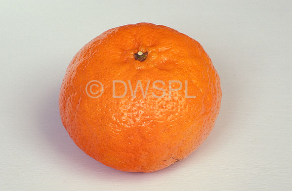 stock photo image: Fruit, citrus fruit, citrus, citrus fruits, citrus reticullata, reticullata, sinensis, citrus sinensis, mandarin, mardarins, hickson, hickson mandarin, hickson mandarins, tangor, tangors.