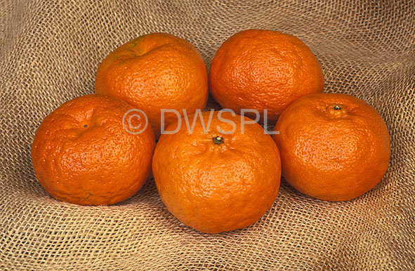 stock photo image: Fruit, citrus fruit, citrus, citrus fruits, citrus reticullata, reticullata, sinensis, citrus sinensis, mandarin, mardarins, hickson, hickson mandarin, hickson mandarins, tangor, tangors.