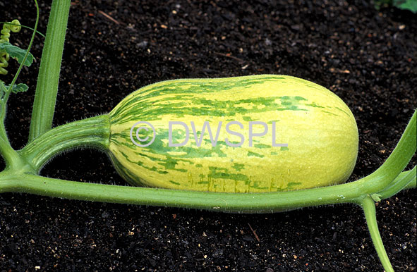 stock photo image: Food, Vegetable, Vegetables, cucurbit, cucurbits, cucurbita, cucurbita ficifolia, pumpkin, pumpkins, fig leaf squash, malabar gourd, malabar gourds, cidra, sidra, chilacoyote, chilacoyotes, lacoyote, lacoyotes, chiverri.