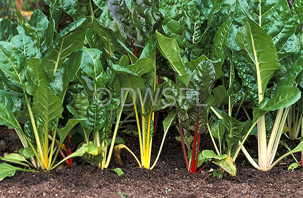 stock photo image: Vegetable, vegetables, Chenopodiaceae, beta, beta vulgaris, chard, chards, Swiss, swiss chard, beet, beets, Silverbeet, Leafbeet, leaf beet, silver beet, rainbow, rainbow chard, spinach.