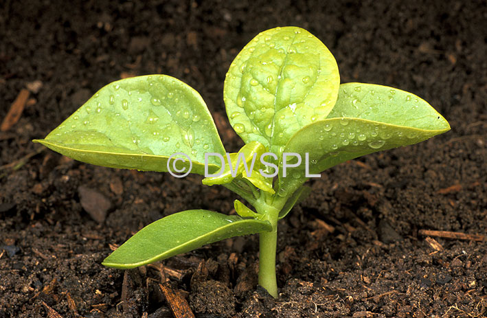 stock photo image: Vegetable, vegetables, Chenopodiaceae, basella, malabar, malabar spinach, basella alba, alba, seedling, seedlings, aizoaceae, water, droplet, droplets, rain, drop, drops, soil.