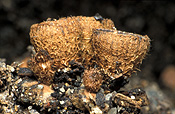 Fungus, fungi, birds nest, birds nest fungi, birds nest fungus, cyathus.