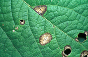 Food, vegetable, vegetables, bean, beans, rice bean, rice beans, ricebean, ricebeans, vigna, vigna umbellata, umbellata, fabaceae, leafspot, leaf spot.