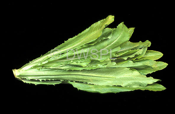 stock photo image: Vegetable, vegetables, chicory, chinese chicory, cichorium intybus, cichorium, intybus, asteracea, LG17,