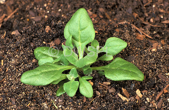 stock photo image: Vegetable, vegetables, warrigal, warrigal green, warrigal greens, spinach, new zealand spinach, tetragonia, tetragononoides, tetragonia tetragononoides, seedling, seedlings.