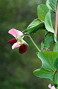 FLOWERS OF PEA 'BLUE POD CAPUCIJNERS' (PISUM SATIVUM VAR. ARVENSIS)