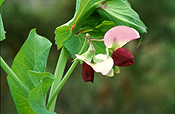 FLOWERS OF PEA 'BLUE POD CAPUCIJNERS' (PISUM SATIVUM VAR. ARVENSIS)