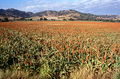 Australia, New South Wales, tamworth, agriculture, sorghum, sorghum crop, sorghum crops, field, fields, paddock, paddocks, rural, rural scene, rural scenes.