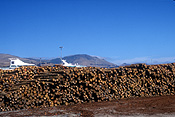 Pacific islands, new zealand, south island, logs, logging, logging industry, timber industry, timber industry, lumber, dockyard, dockyards, dock, docks, lyttleton.