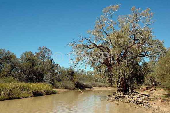 stock photo image: Australia, New South Wales, wannaring, river, rivers, barwon, barwon river, river barwon, water, outback, australian outback, outback australia, tree, trees.