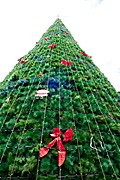 Christmas, christmas scene, christmas scenes, australia, sa, south australia, adelaide, tree, trees, christmas tree, christmas trees.