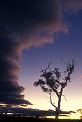 Australia, New South Wales, rural, rural scene, rural scenes, silhouette, silhouettes, Atmosphere, Meteorology, climate, weather, cloud, clouds, sky, skies, tree, trees.