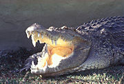 Australian animal, Australian animals, Australian reptile, Australian reptiles, reptiles, Animal, Animals, reptile, crocodile, crocodiles, saltwater crocodile, saltwater crocodiles, crocodylus porosus, estuarine crocodiles, salties, TAMM,